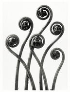Hosszú női ruha ( Karl Blossfeldt - Adiantum pedatum )