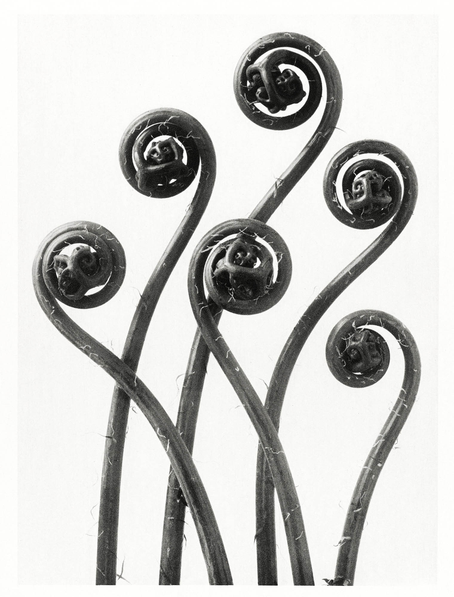 Hosszú női ruha ( Karl Blossfeldt - Adiantum pedatum )