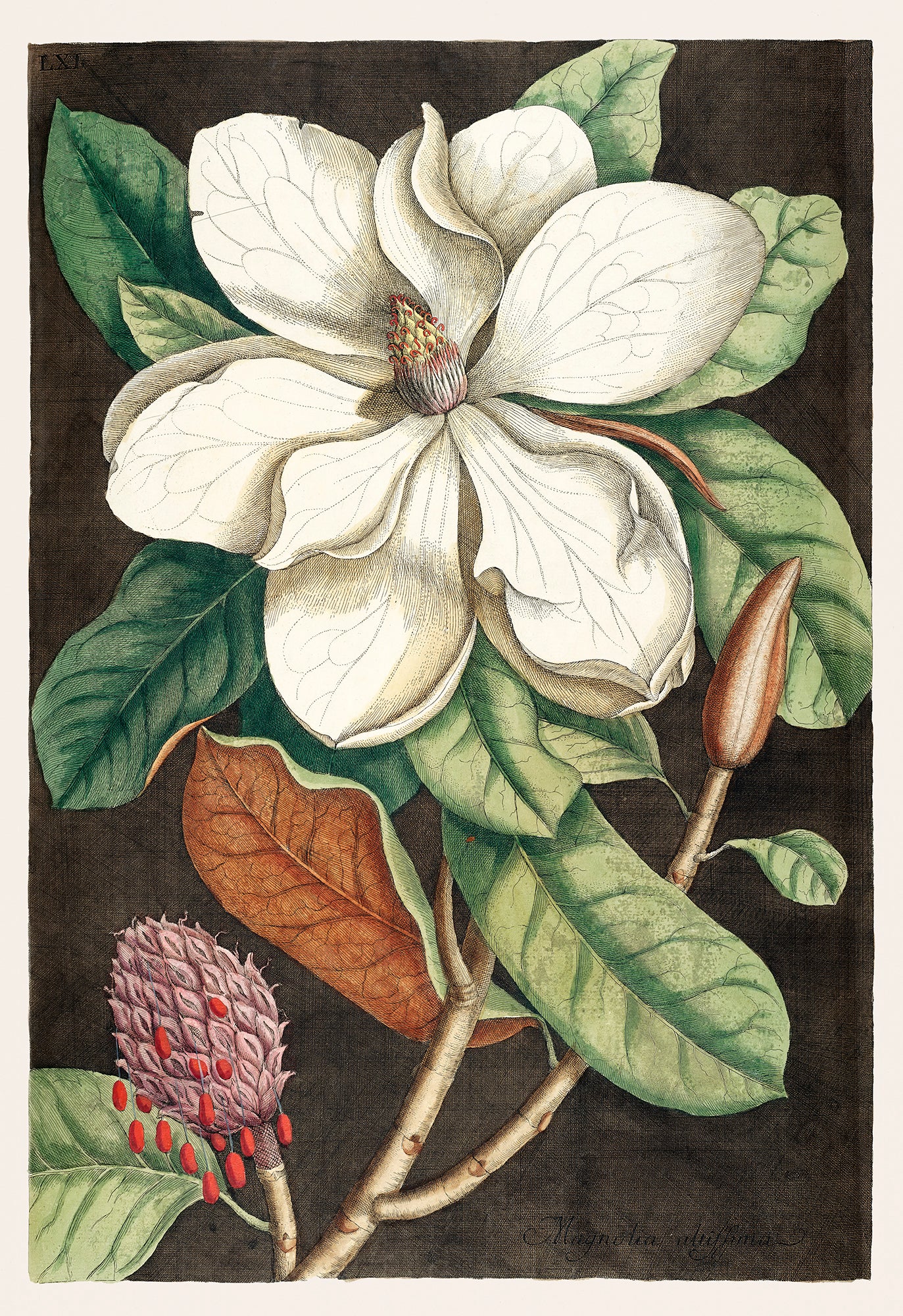 Fehér vászontáska kék fogantyúval (Georg Dionysius Ehret - Magnolia grandiflora)