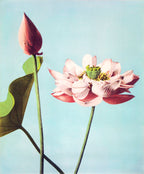 Rövid szabású női kapucnis melegítőfelső ( Ogawa Kazumasa - Lotus Flowers )