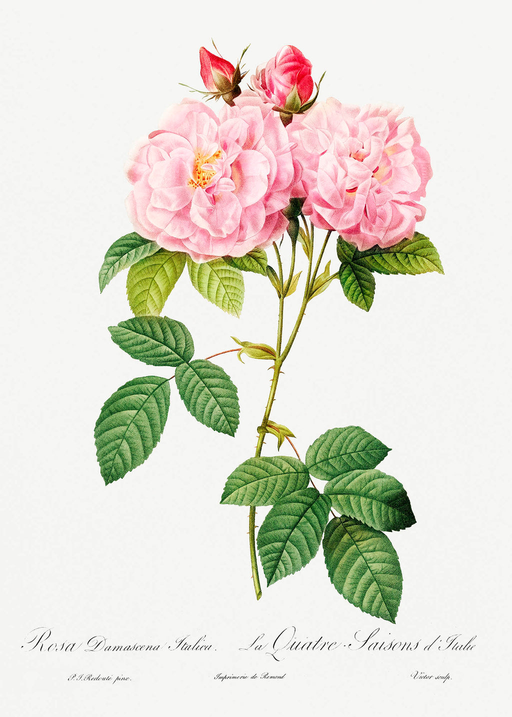 Női crop top ( Pierre-Joseph Redouté-  La Quatre Saisons d'Italie- Les Roses)