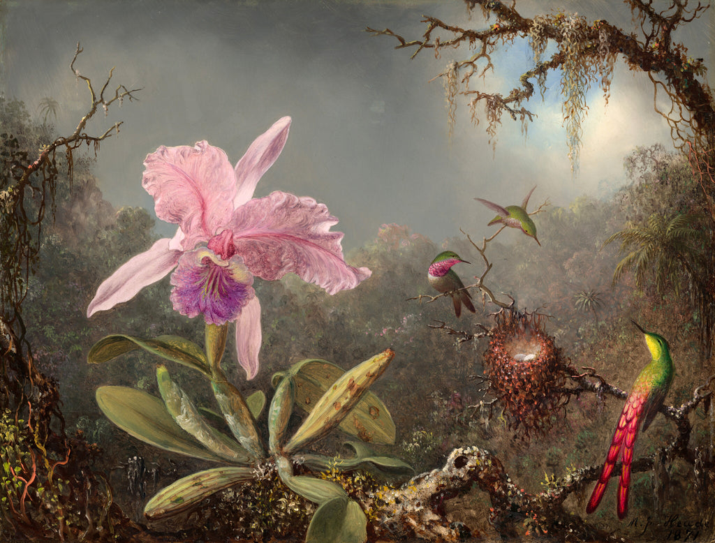 Oversized póló (Martin Johnson Heade - Cattleya Orchid and Three Hummingbirds)