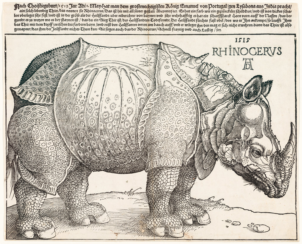 Női trikó (Albrecht Dürer- Rhinoceros)