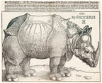 Női trikó (Albrecht Dürer- Rhinoceros)