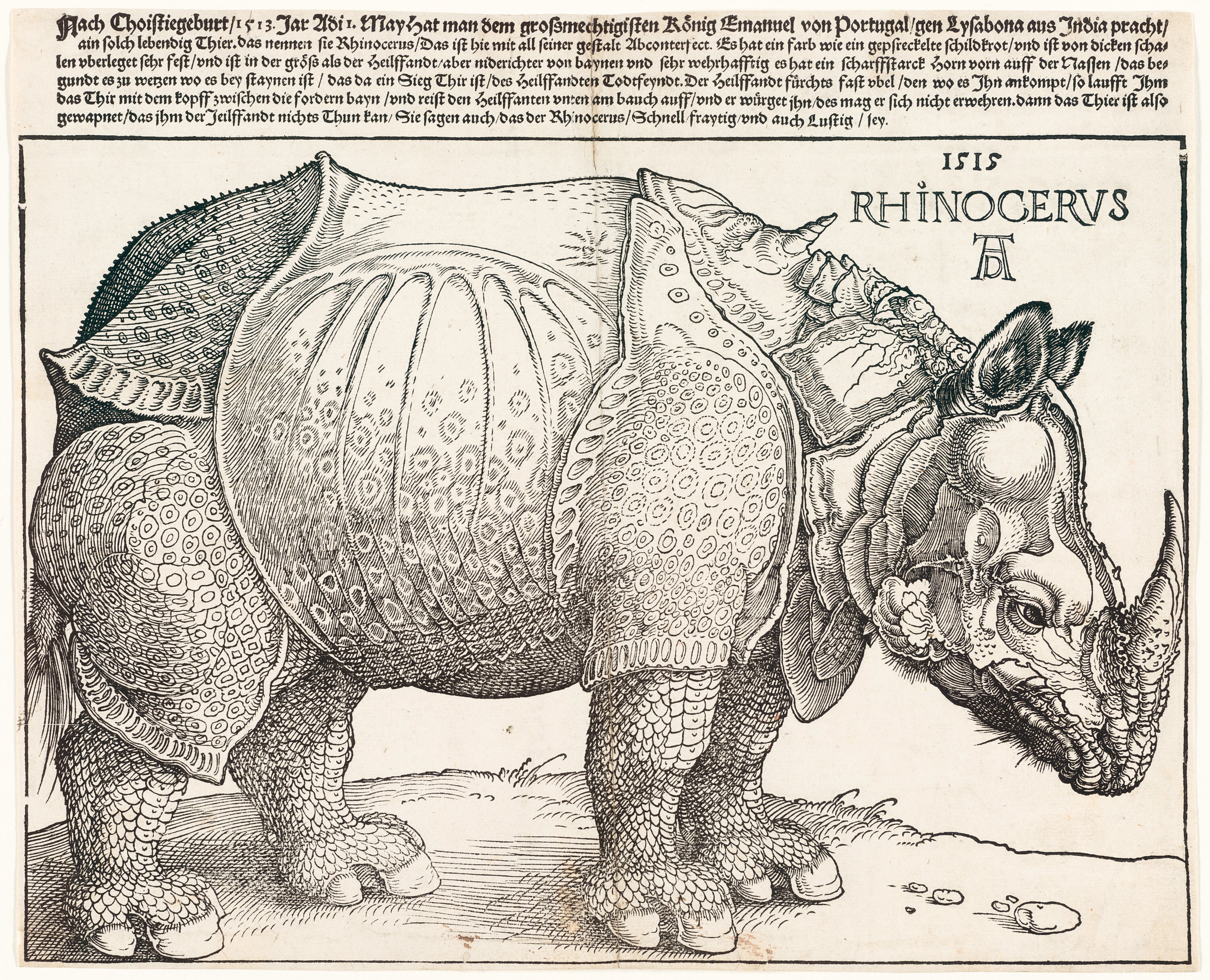 Női trikó (Albrecht Dürer- Rhinoceros)