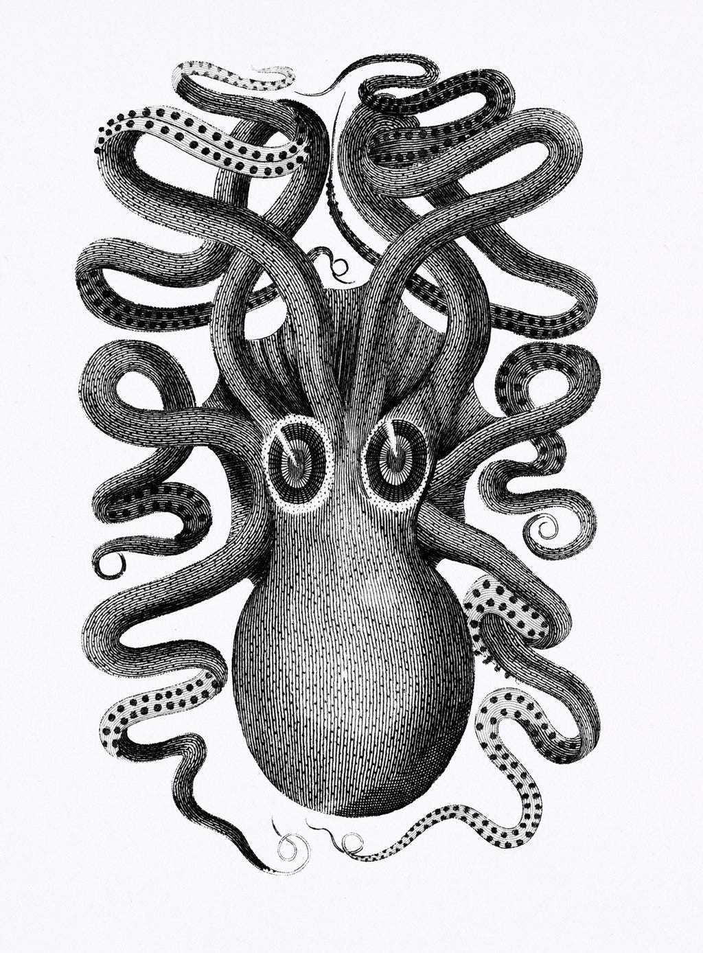 Fehér vászontáska fekete fogantyúval ( George Shaw- Illustration from Zoological lectures)