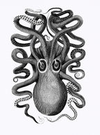 Fehér vászontáska fekete fogantyúval ( George Shaw- Illustration from Zoological lectures)