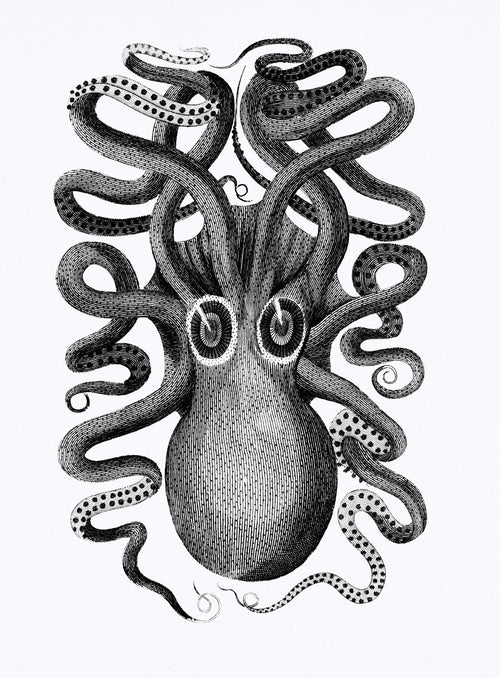 Fehér vászontáska fekete fogantyúval (George Shaw- Illustration from Zoological lectures)