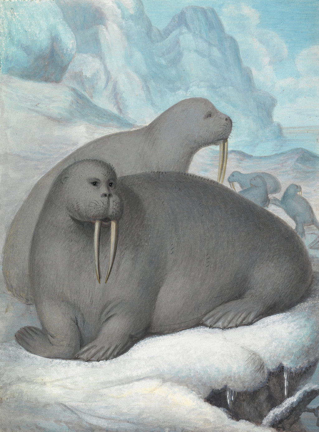 Oversized póló ( James Sowerby- Tusked Walruses )
