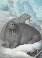Oversized póló ( James Sowerby- Tusked Walruses )