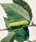 Oversized póló (Abbott Handerson Thayer - Lunar Caterpillar, study for book Concealing Coloration in the Animal Kingdom)