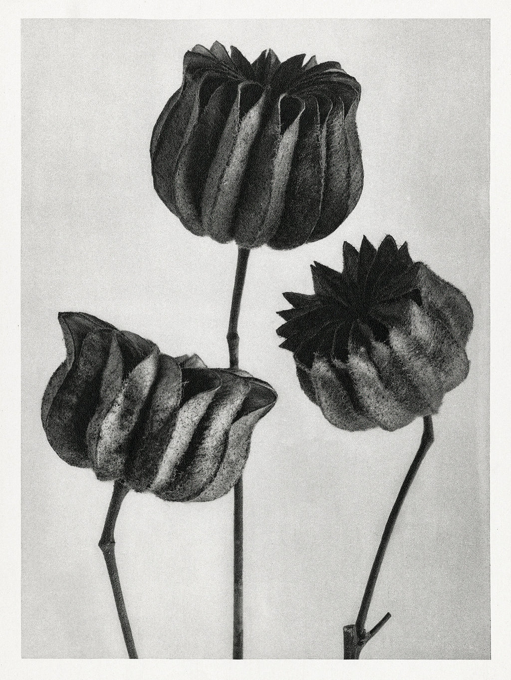 Teli mintás hosszú ujjú póló (Karl Blossfeldt - Abutilon)