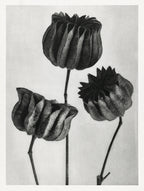 Teli mintás hosszú ujjú póló (Karl Blossfeldt - Abutilon)
