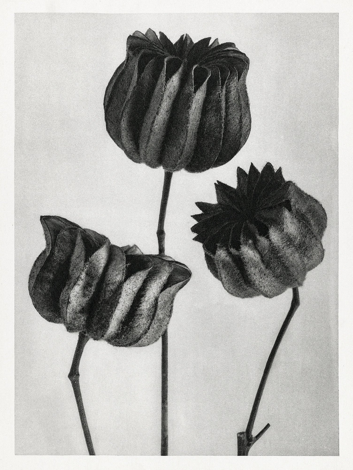 Teli mintás hosszú ujjú póló (Karl Blossfeldt - Abutilon)
