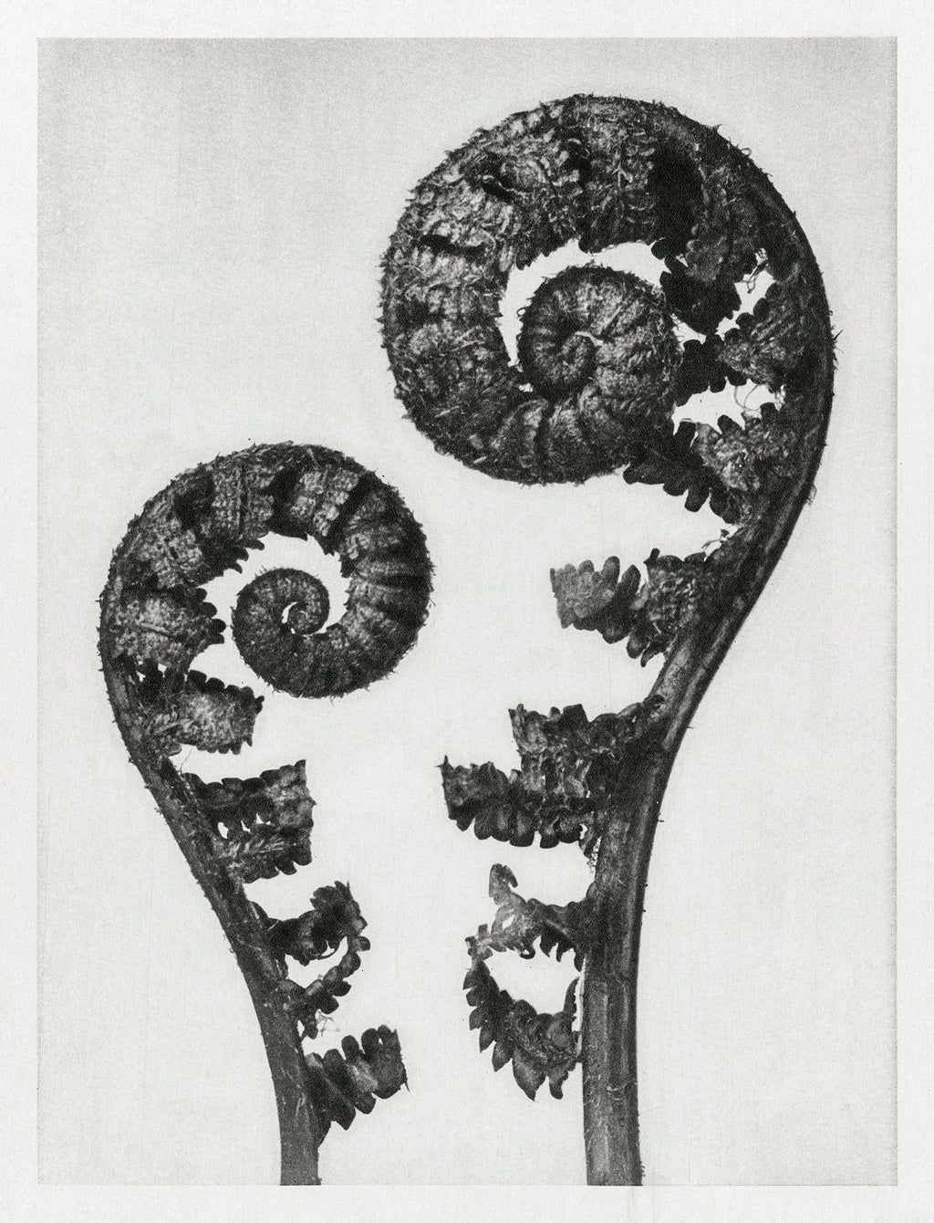 Teli mintás hosszú ujjú póló (Karl Blossfeldt - Dryopteris filix mas)