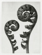 Teli mintás hosszú ujjú póló (Karl Blossfeldt - Dryopteris filix mas)