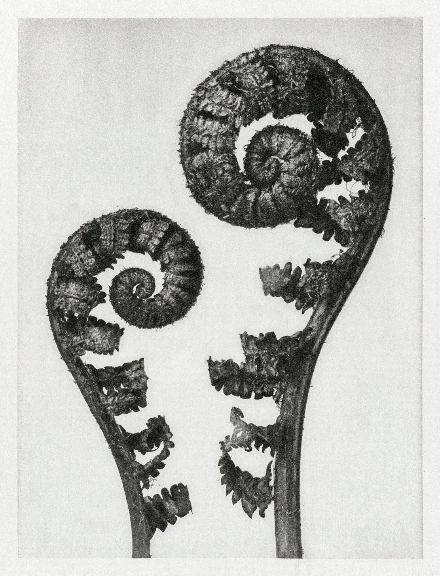Teli mintás hosszú ujjú póló (Karl Blossfeldt - Dryopteris filix mas)